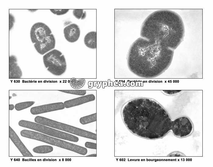 Bactéries et levures MET - gryphea.org